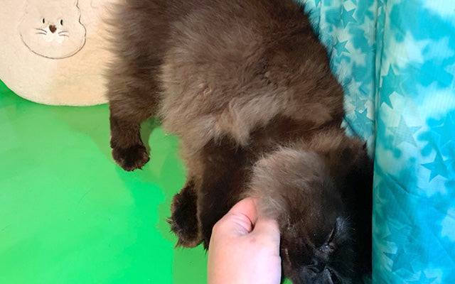 ロディくん