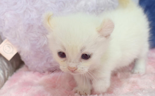 キンカロウ